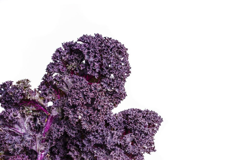 Red Russian kale Red Russian kale